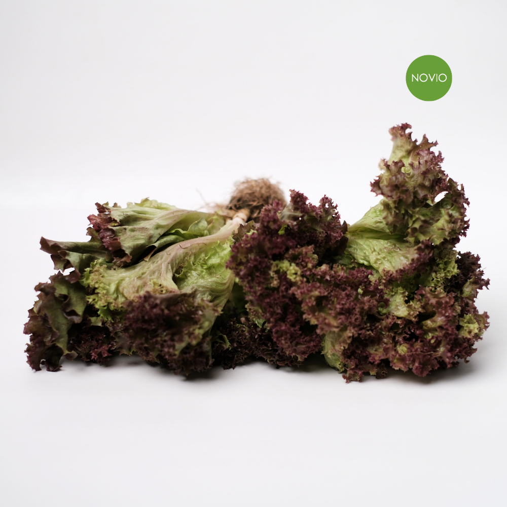 Tanaman Lollo Rossa Fresh / Sayur Fresh / Sayuran