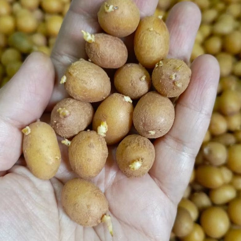 Bibit kentang g0 granola L (kelereng)