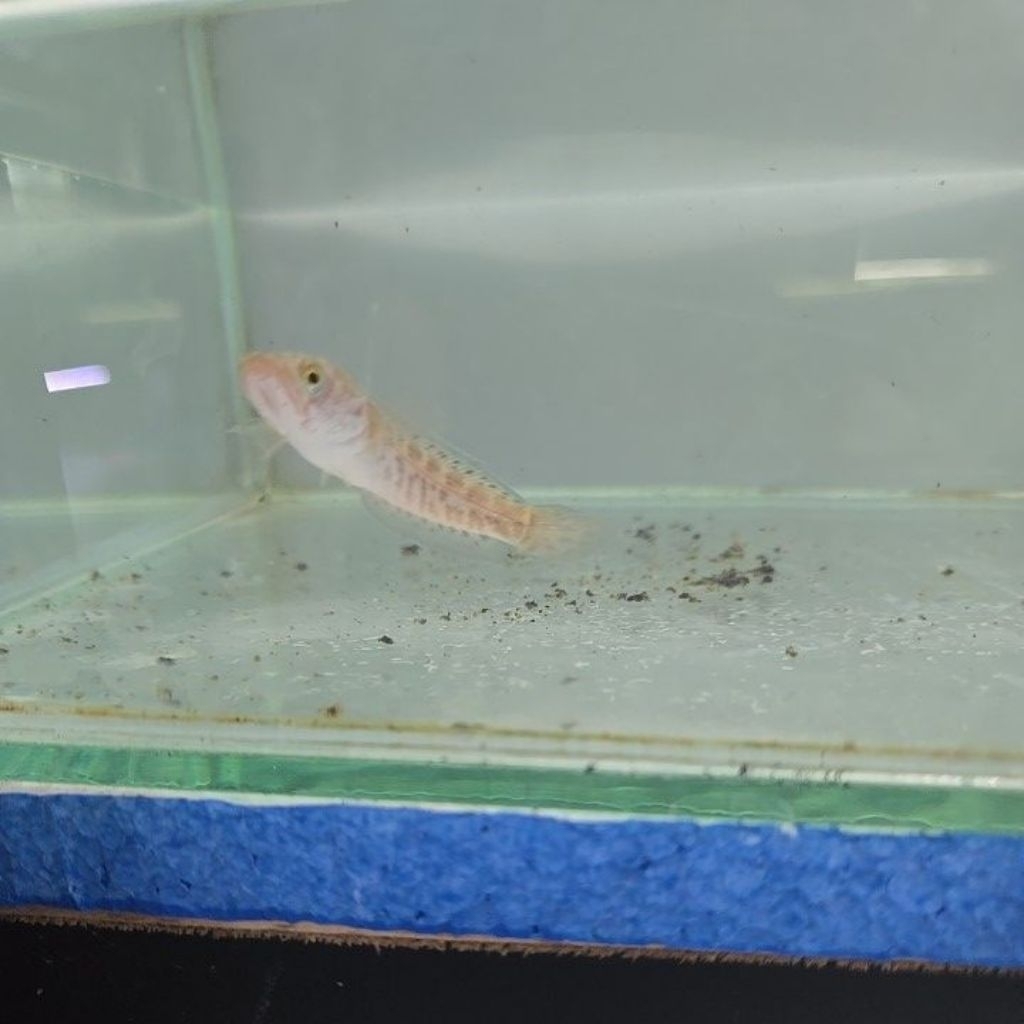 baby auranti cb 4-6 cn