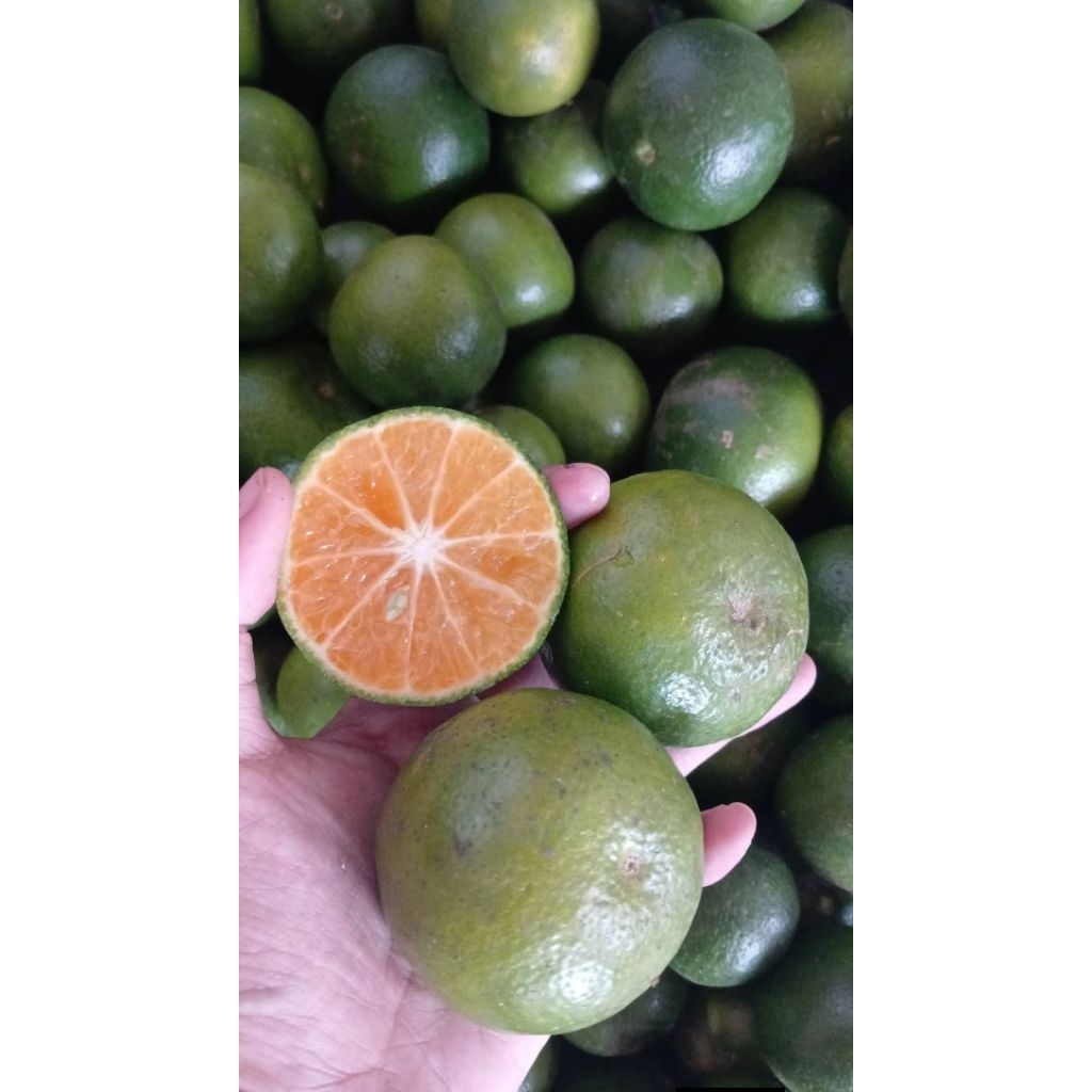 JERUK PERAS SEMBORO 3 KG DENGAN KUALITAS NOMER 1 DI SHOPE DAN PALING DI CARI