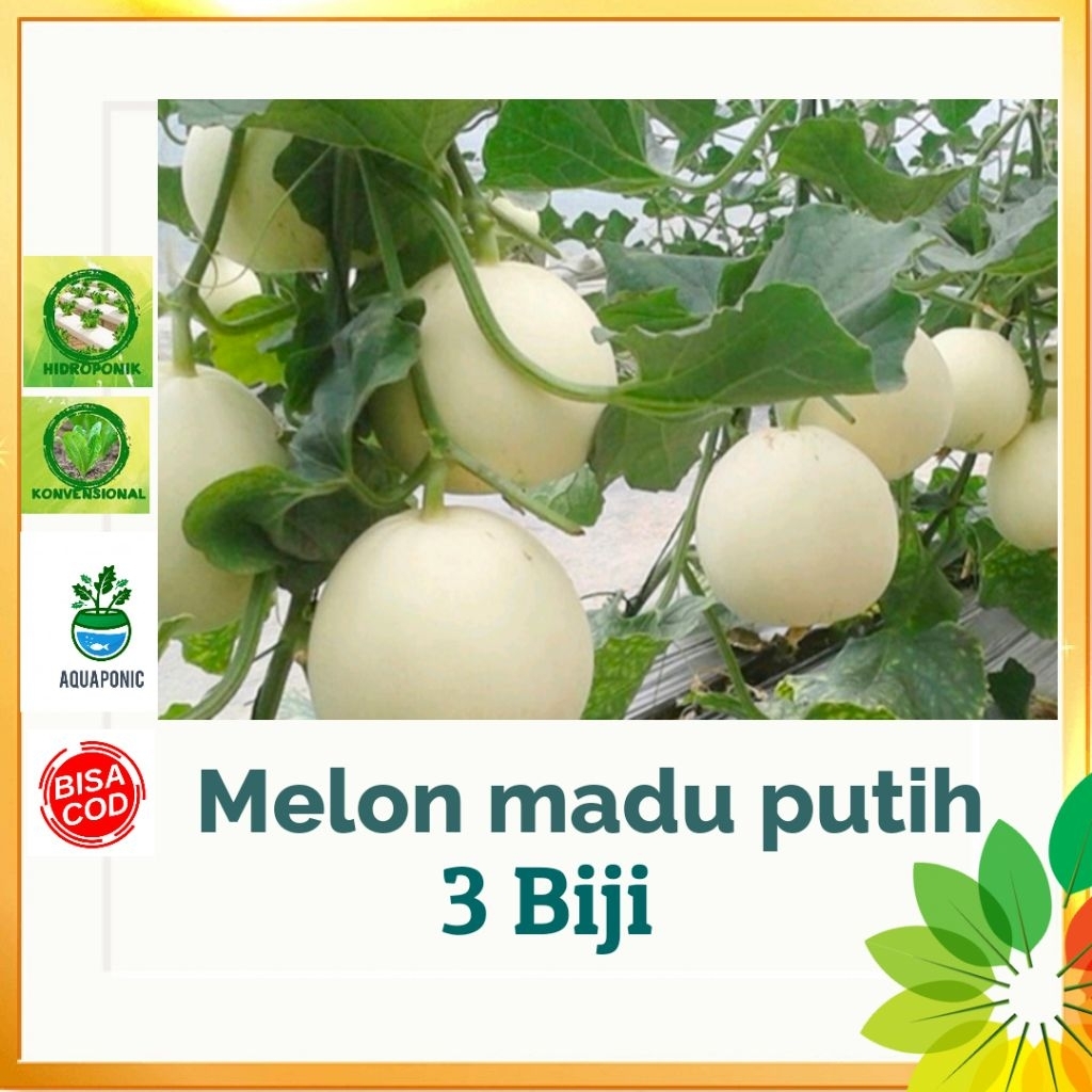 Benih MELON MADU PUTIH isi 3biji