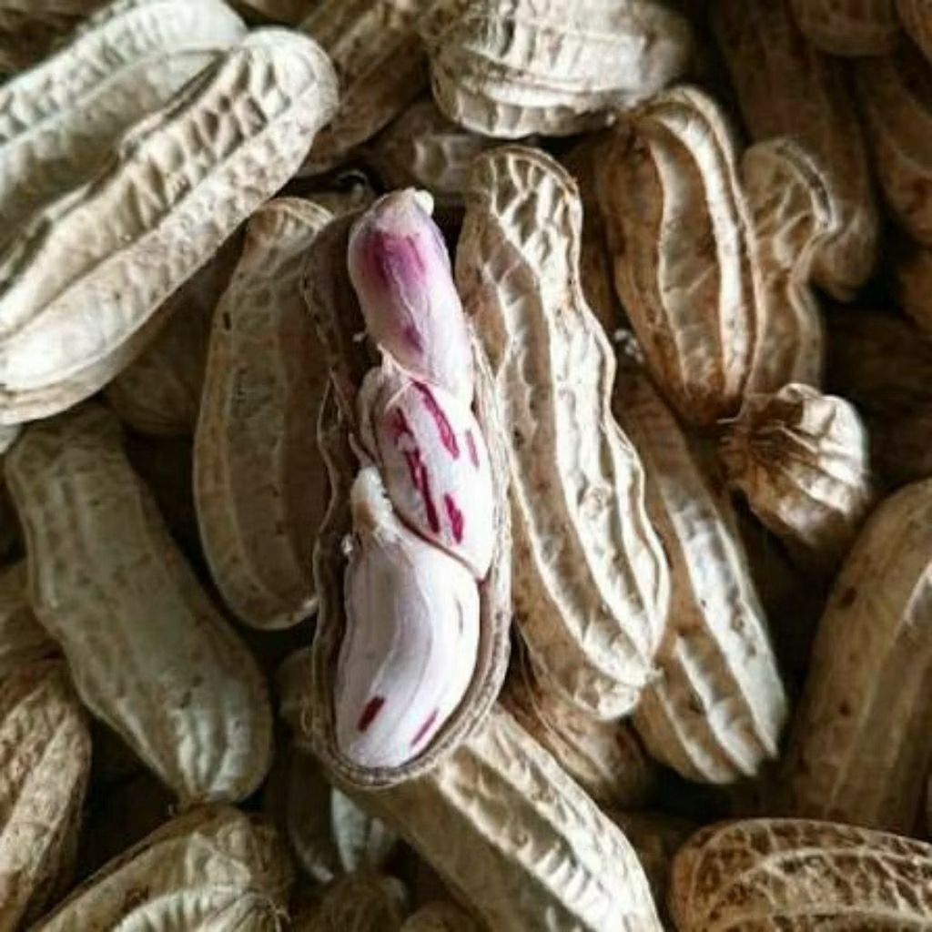 Kacang tanah mentah 1kg kacang tanah rebus 1 kg kacang tanah merah 1kg kacang madu