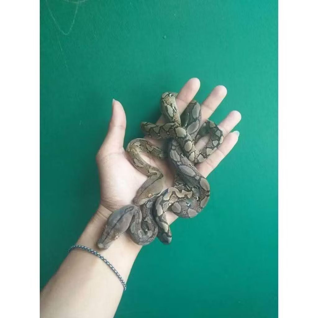 python reticulatus