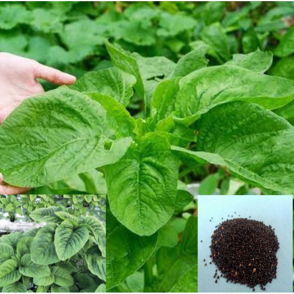 1000 biji benih bayam raja / bayam daun lebar / bayam untuk keripik