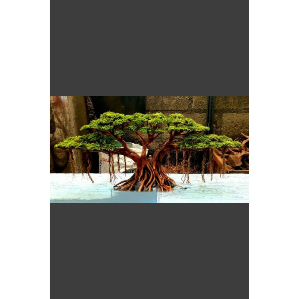 bonsai beringin aquascape