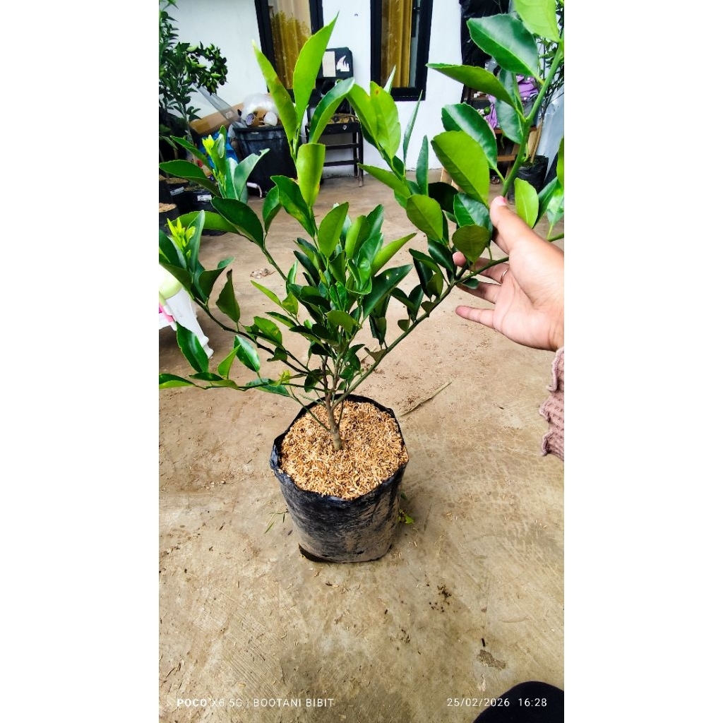 Bibit Jeruk Santang Madu valid okulasi