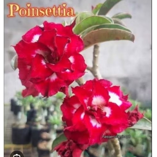 adenium bunga tumpuk kuning