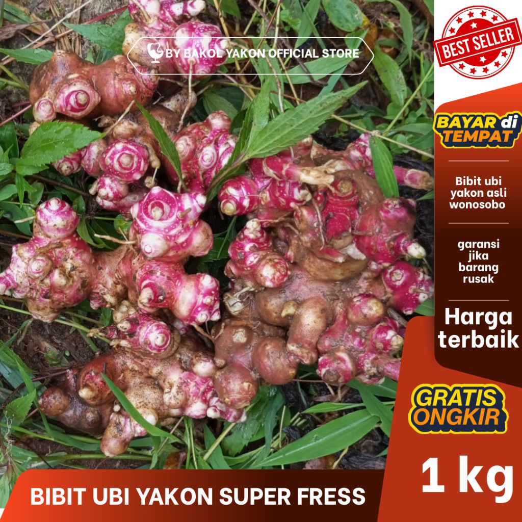 BIBIT UBI YAKON 1KG ASLI WONOSOBO-mudah tumbuh harga termurah
