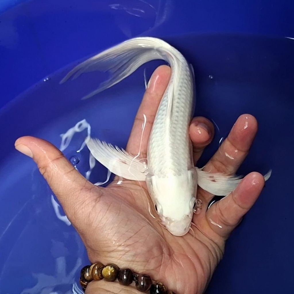 Ikan Koi Blitar Jenis Kumpay Slayer / Rumah Koi Jakarta / kode 004