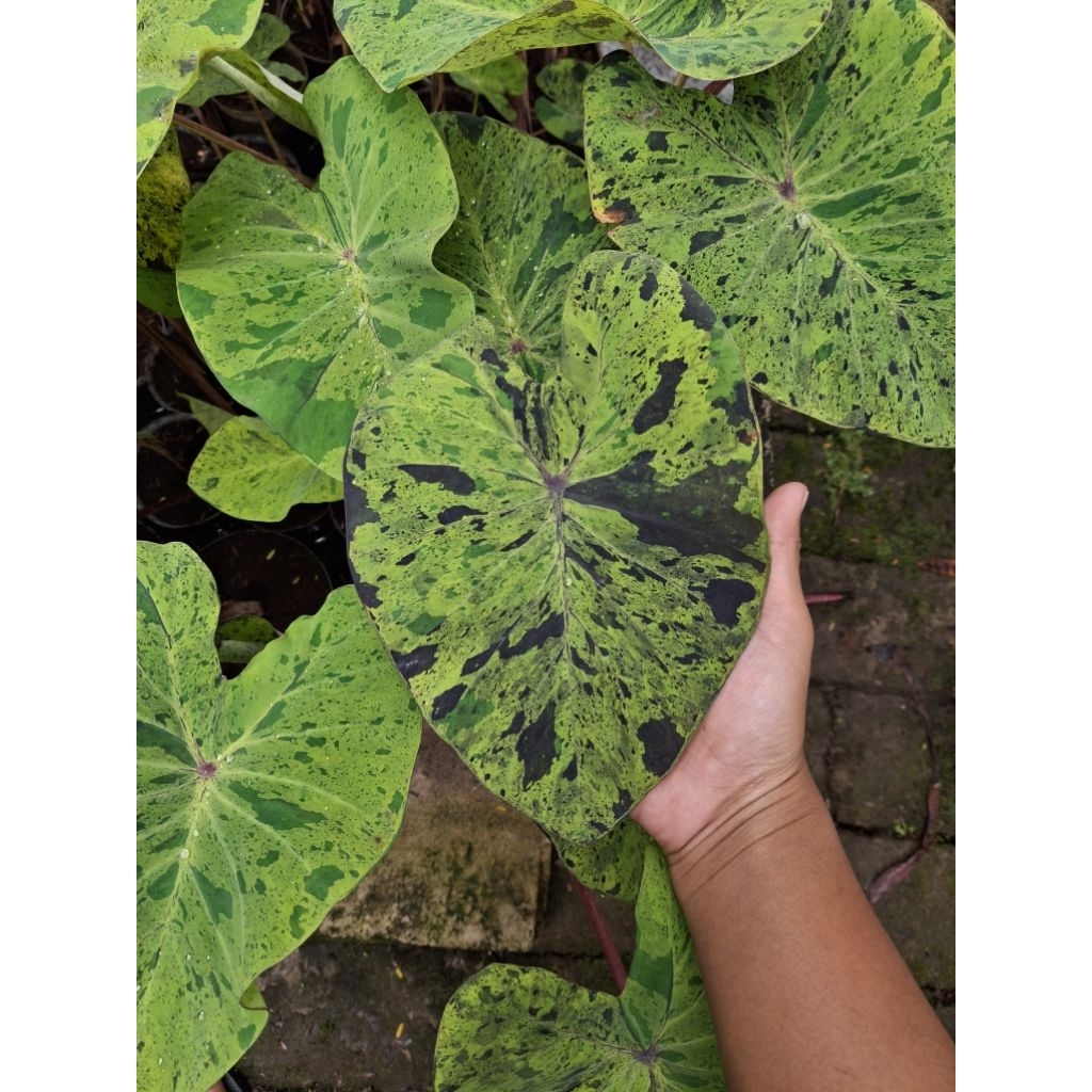 Colocasia Mojito