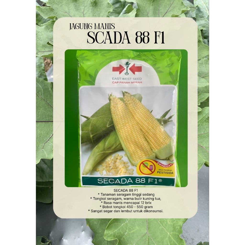Benih Jagung Manis Scada 88 F1 200gr Cap Panah Merah Exp 2026