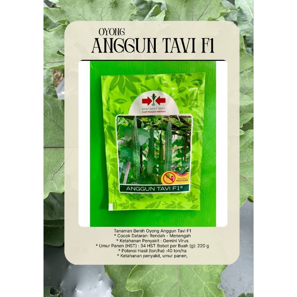 Benih Oyong Anggun Tavi F1/ bibit oyong anggun tavi F1