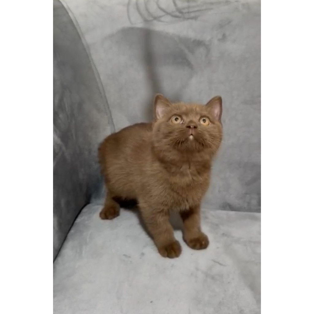 BSH coklat betina kitten