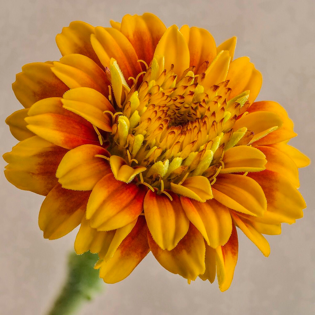 Benih Zinnia Haageana Mexican Zinnia