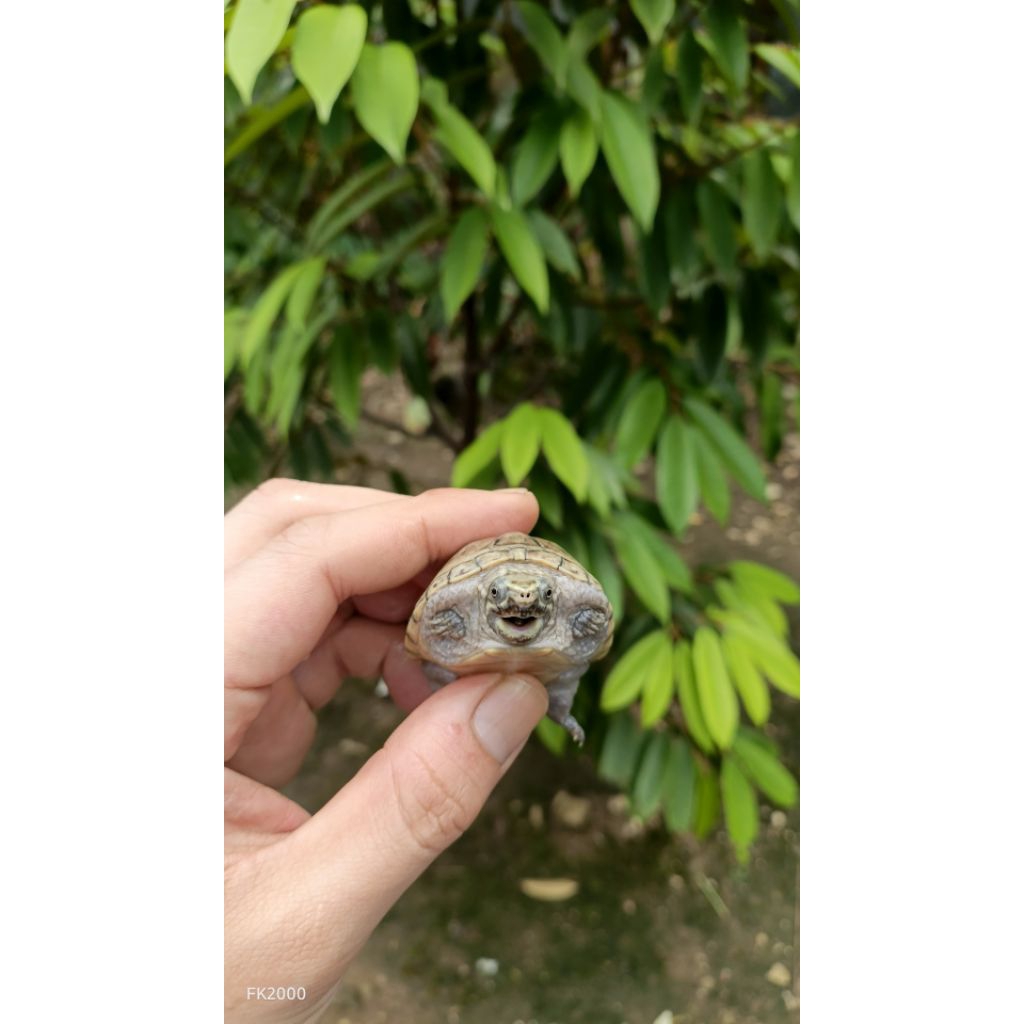 PELET KURA STINKPOT/ STINKPOT JANTAN / STINKPOT TURTLE