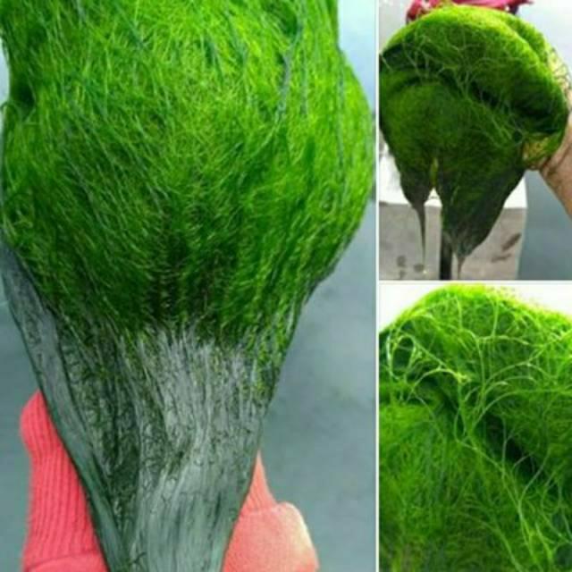 lumut hidup segar umpan pancing