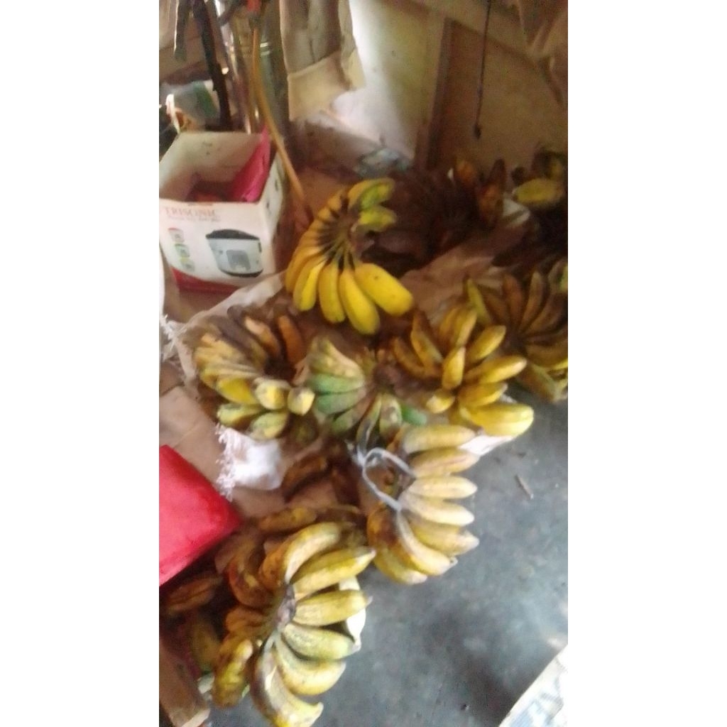 pisang kepok super
