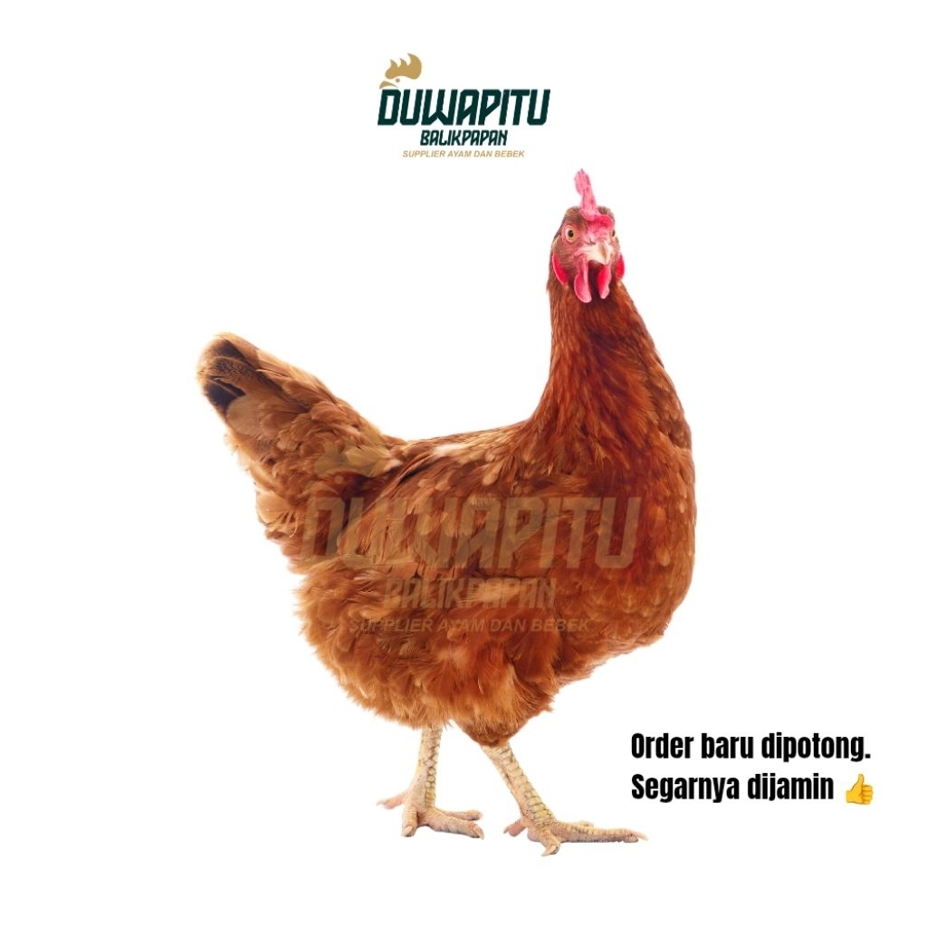 Ayam Merah Petelur Segar / Ayam Ras Petelur. Baru dipotong ketika sudah order - Duwapitu Balikpapan