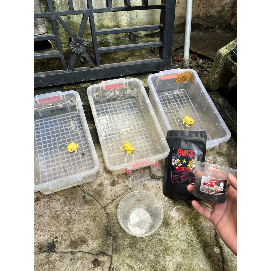 Kalsium WAJIB untuk Katak & Kodok Hias . Khusus PACMAN Frog, Dumpy Tree Frog, Bullfrog, Horned Frog,