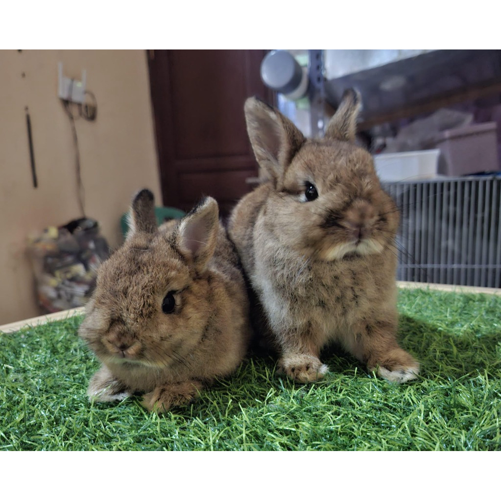 netherland dwarf, kelinci hias , kelinci nd , kelinci lucu
