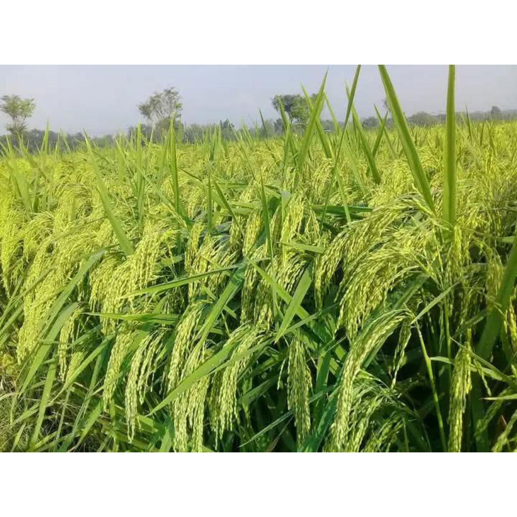 Benih padi PIM 1 kemasan 5 kg 100%asli