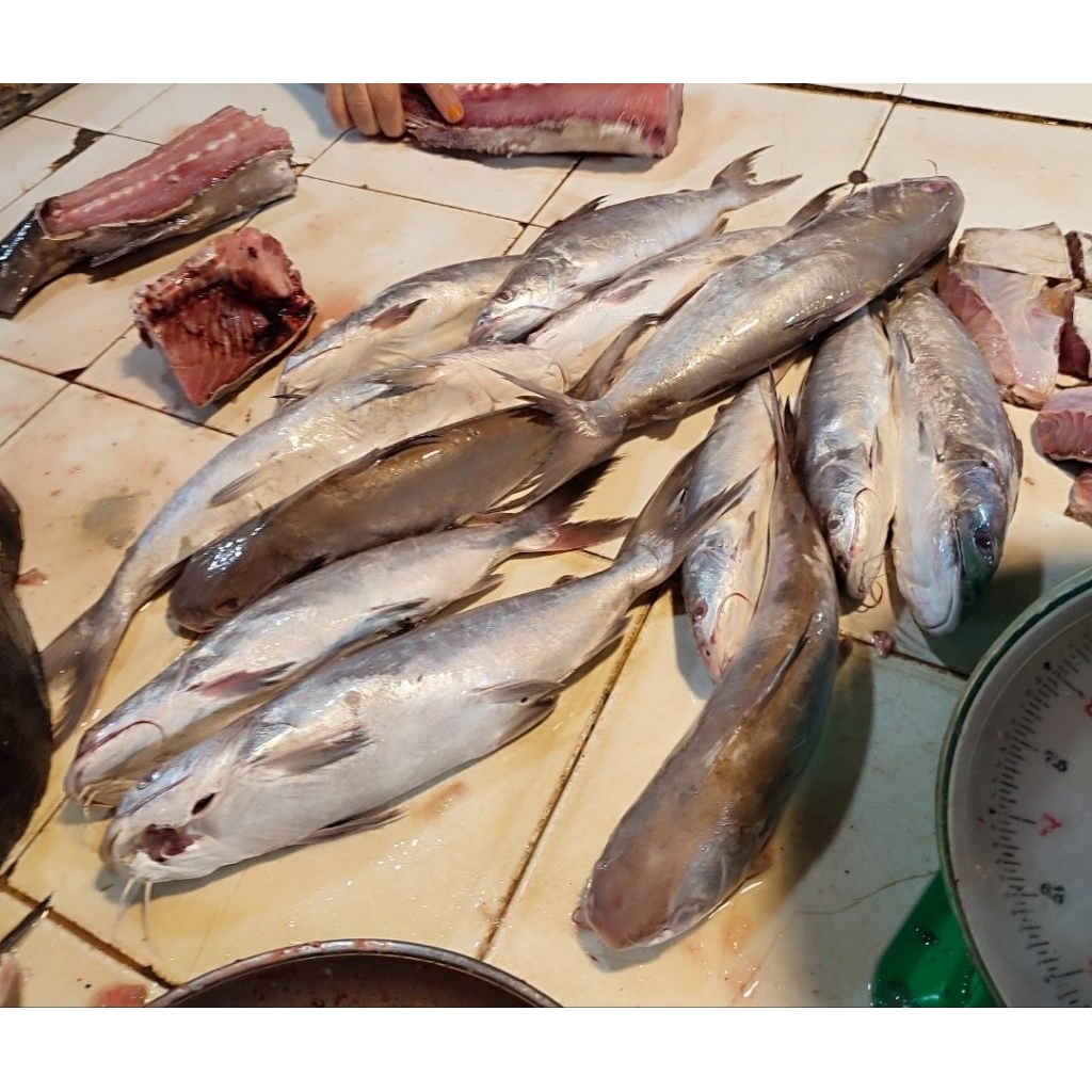 Daging Ikan Baung Laut ½kg