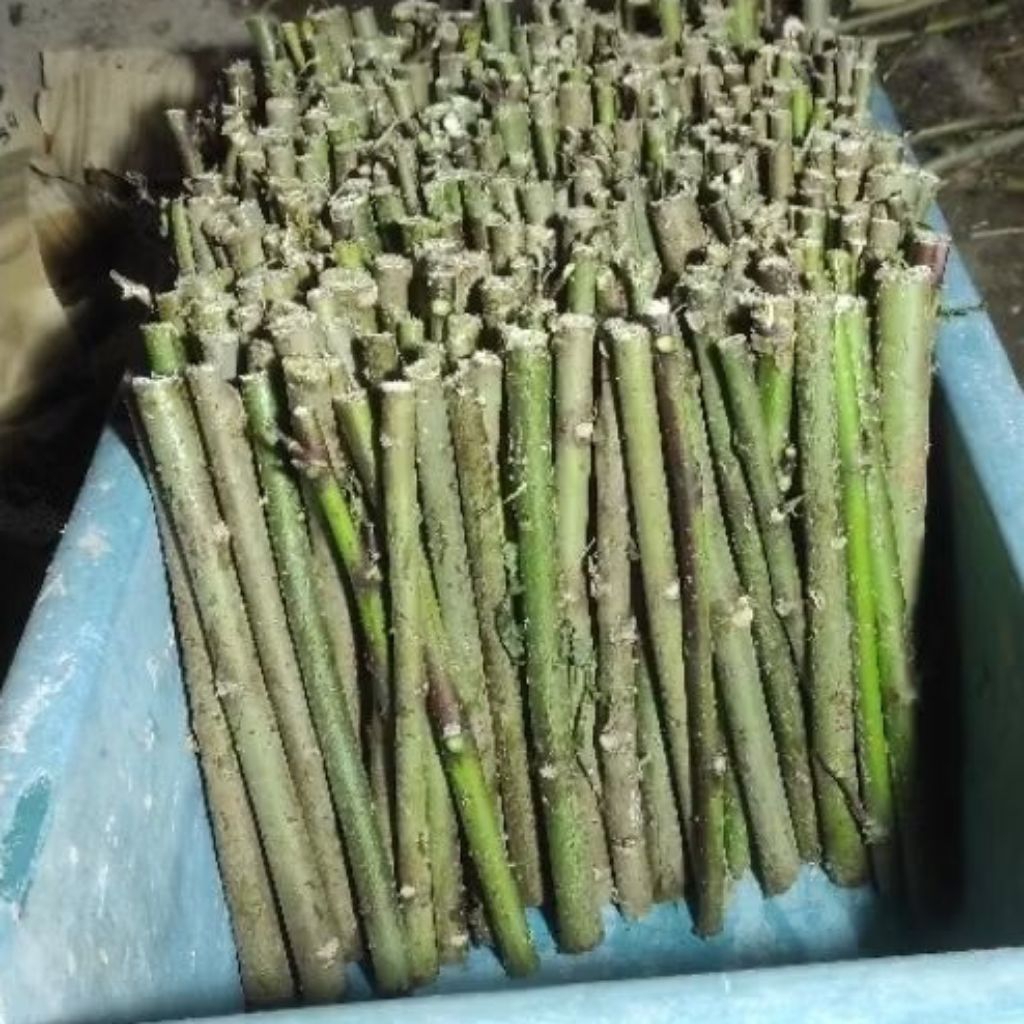 bibit ketela Papua telo Papua 1kg