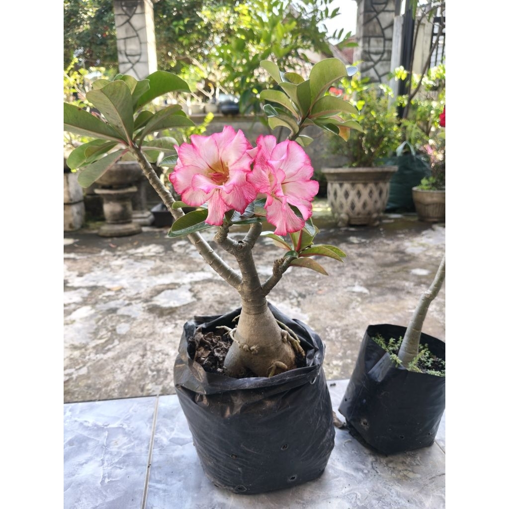 Adenium bunga tumpuk ORI