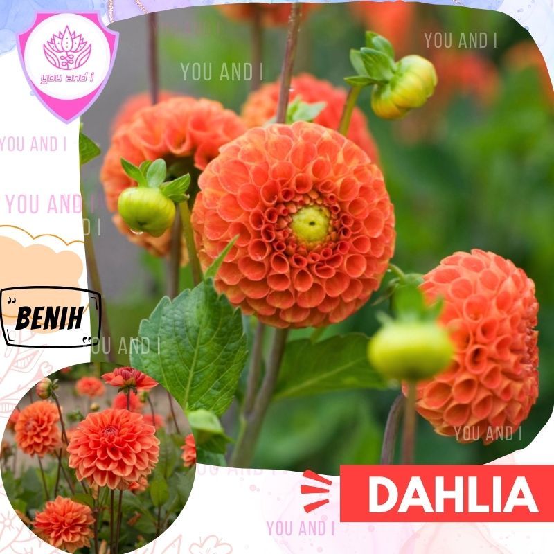 Benih DAHLIA SUNRISE - Biji Bunga