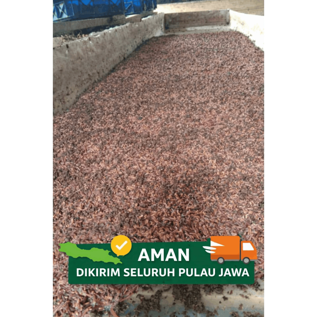 Cacing Tanah 1 kg Berkualitas 100% Bergaransi