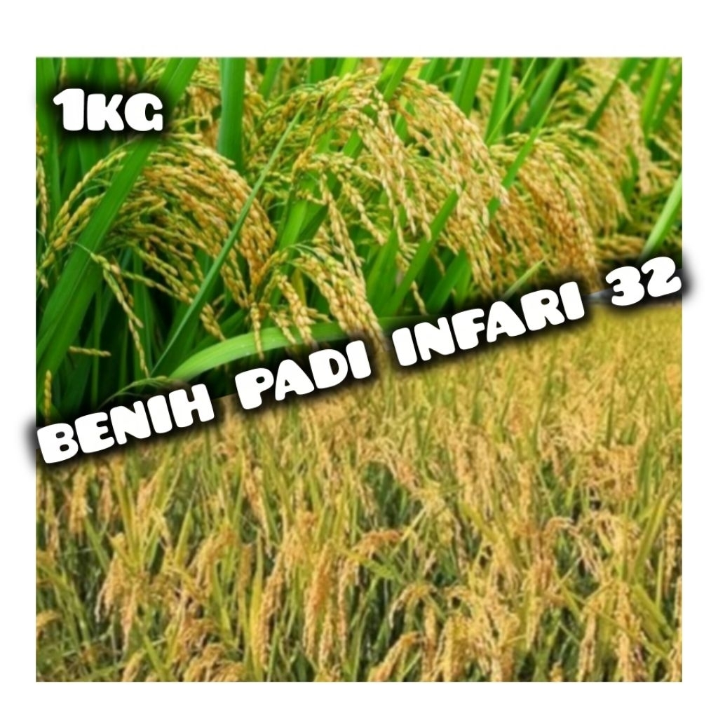 BENIH PADI INFARI 32 JUMBO 1KG
