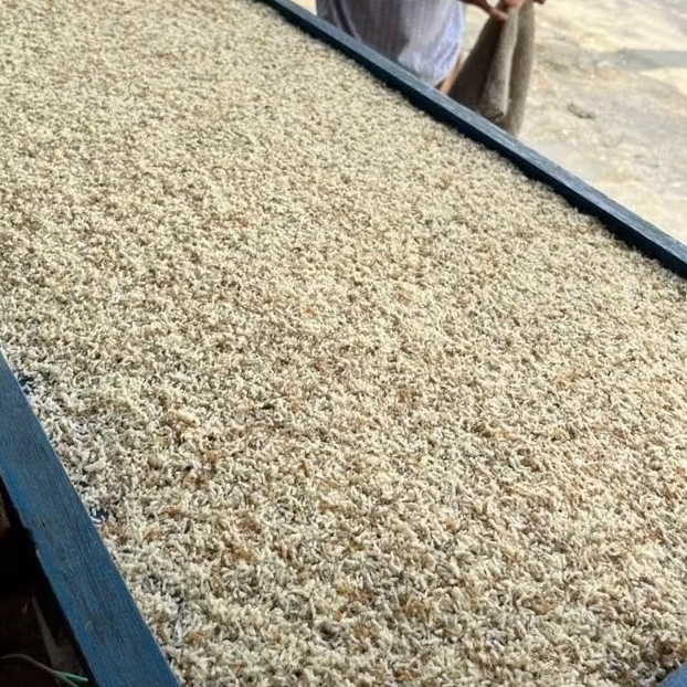 Kroto/kroto fresh/kroto burung/pakan burung