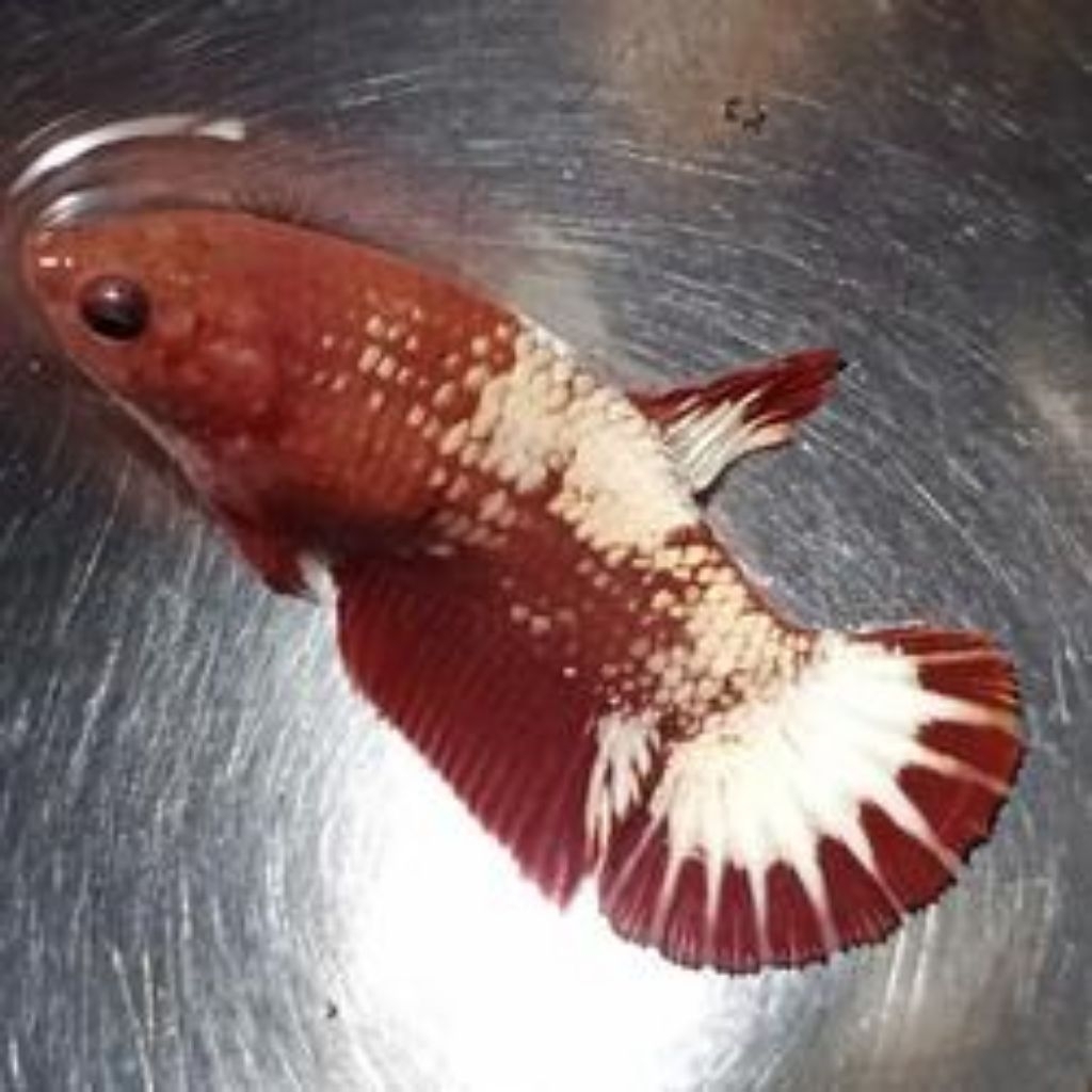 HIASAN MEJA BETINA FCCP RED FUEL TELUR