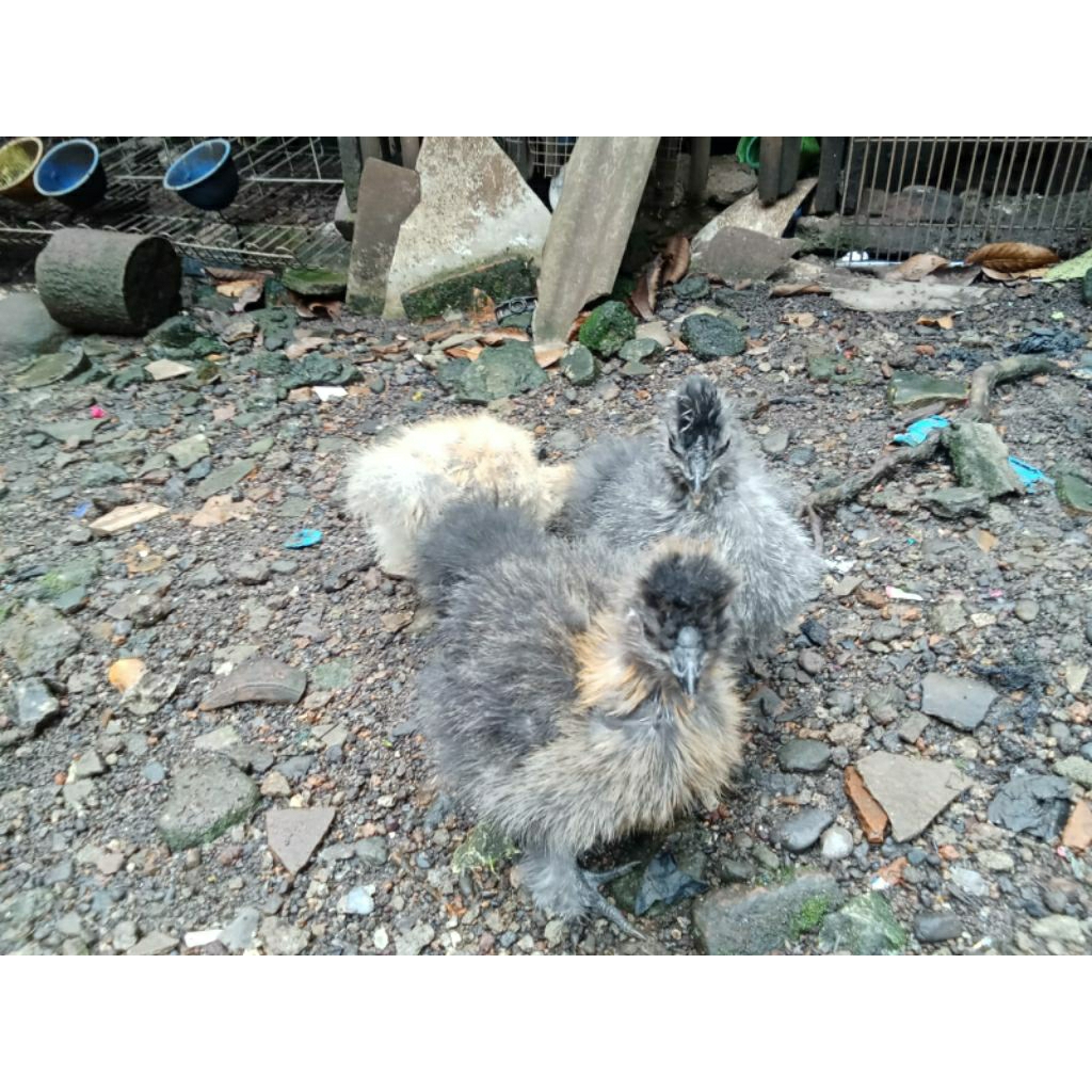 ayam silkie umur 2-3 bulan