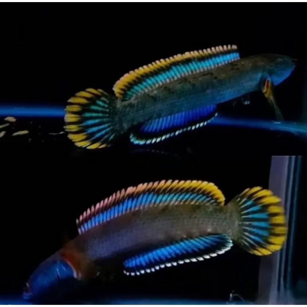 (Beli 2 Gratis 1) Limbata Super Mental Gacorr Gondrong