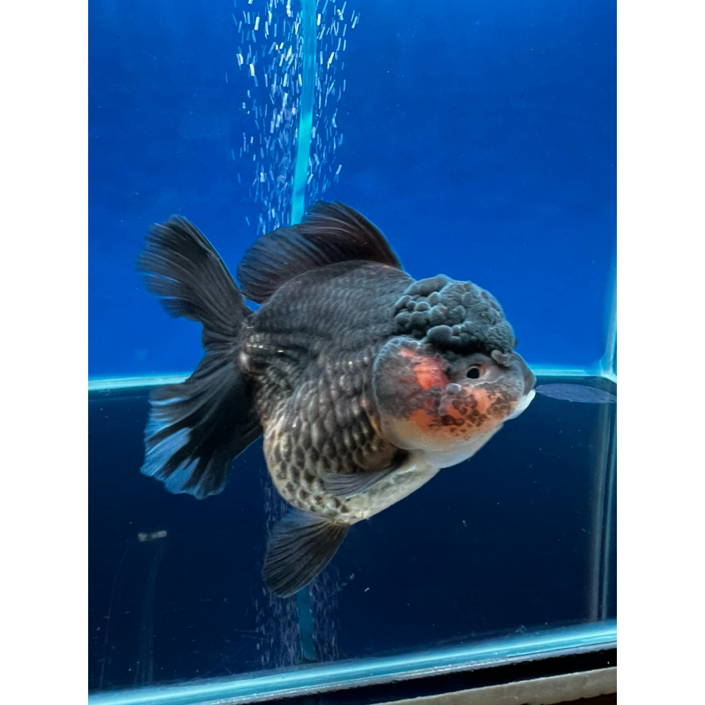 Ikan mas koki OLT oranda black