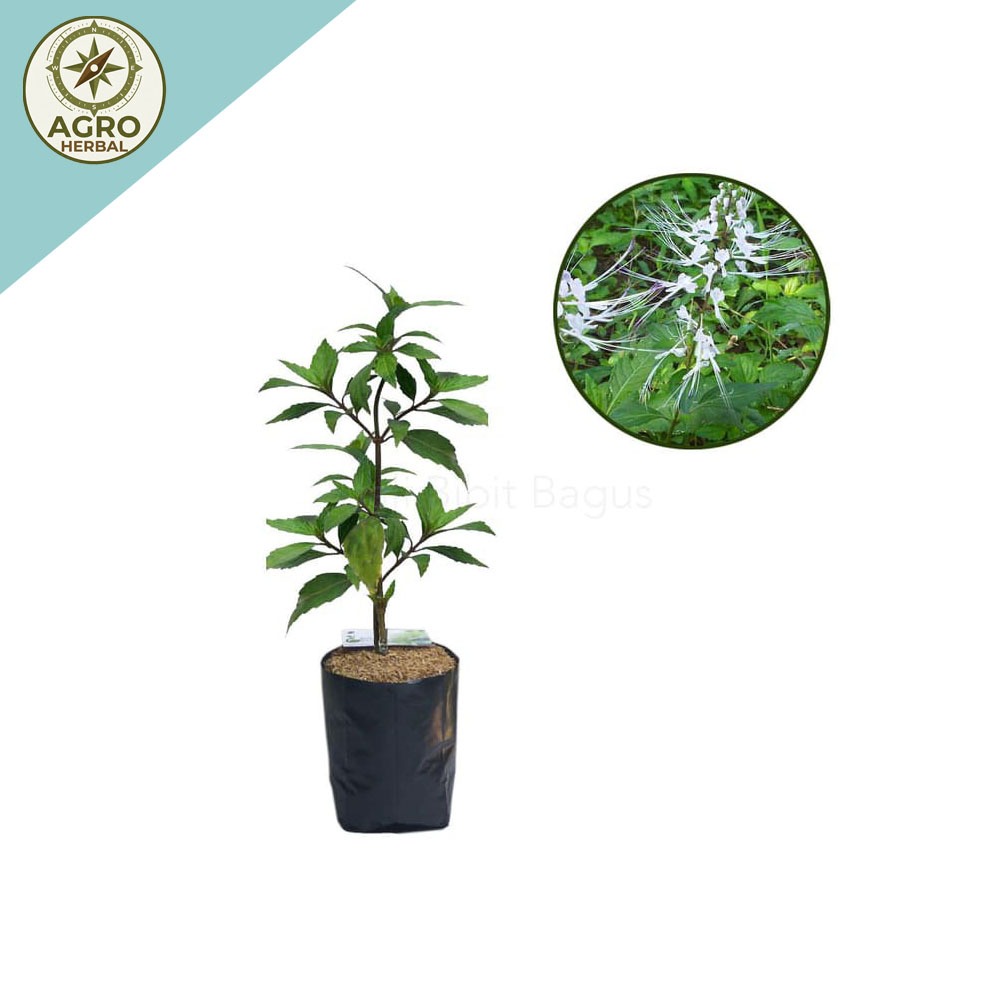 Bibit Kumis Kucing Daun Kumis Kucing Pohon Kumis Kucing