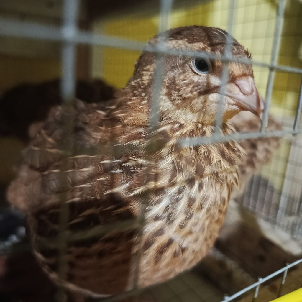 Burung puyuh betina siap bertelur