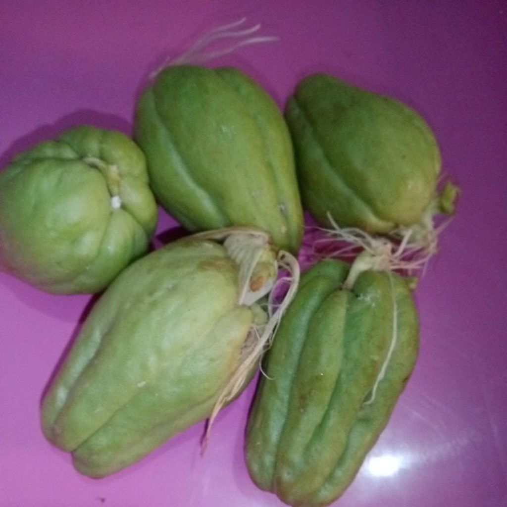 Bibit Tanaman Labu Siam / Manisah / Gondes / Jipang