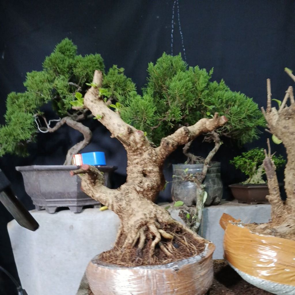 bonsai hokiantea