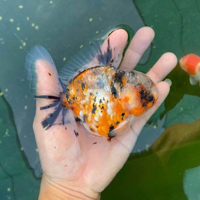 [Chan Aquatic] Koki Oranda Calico Size M