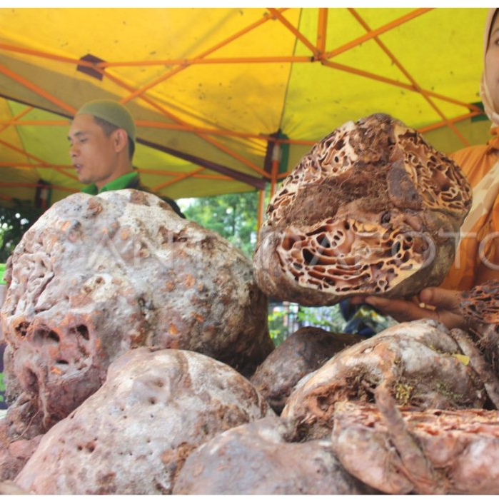 Promo sarang semut asli papua / sarang semut herbal asli papua 1 KG (mentah)