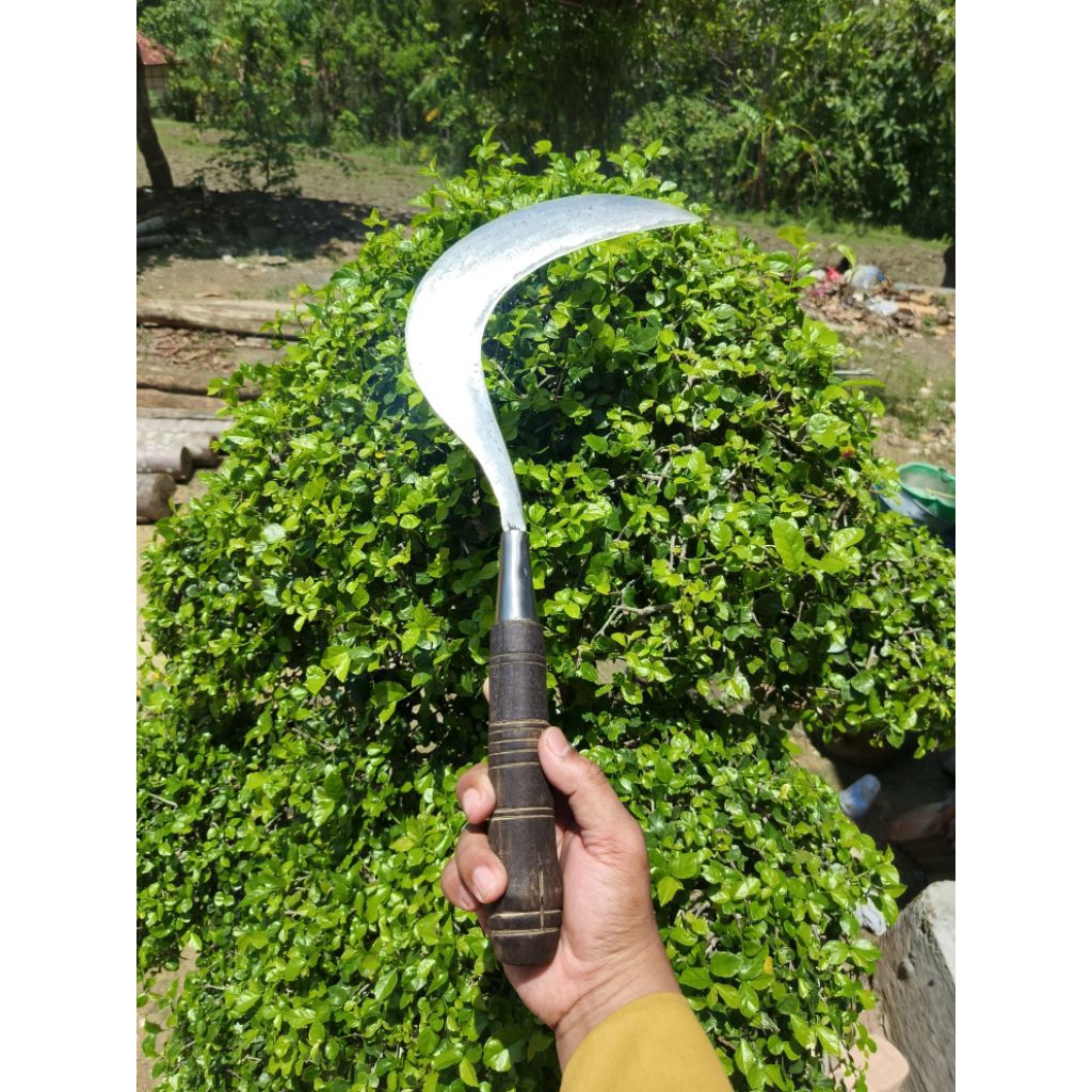 arit rumput ss bintang 9 super baja asli madura