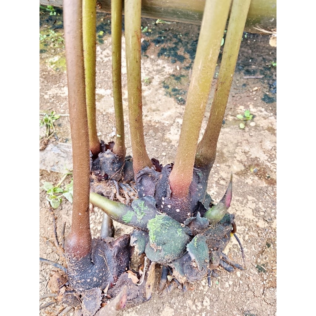 Pakis keubo / pakis Munding /Pakis hiasan 1 pohon siap kirim