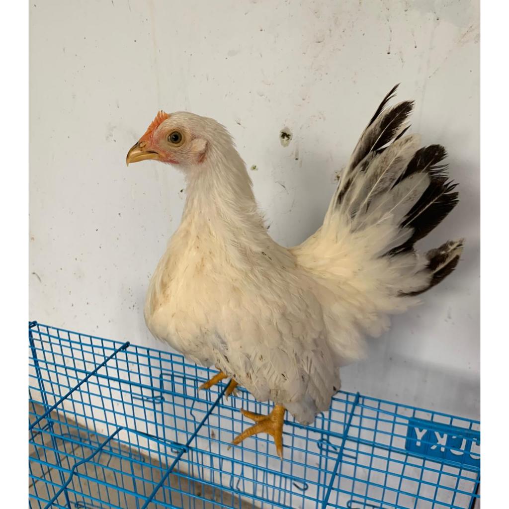 Anakan ayan chabo Ayam chabo siapan Ayam kate hias ceper terbaik