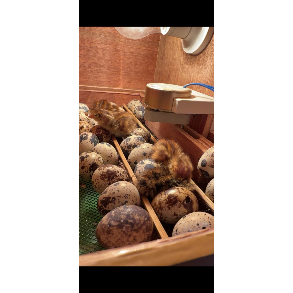 TELUR PUYUH FERTIL UNTUK DITETASKAN