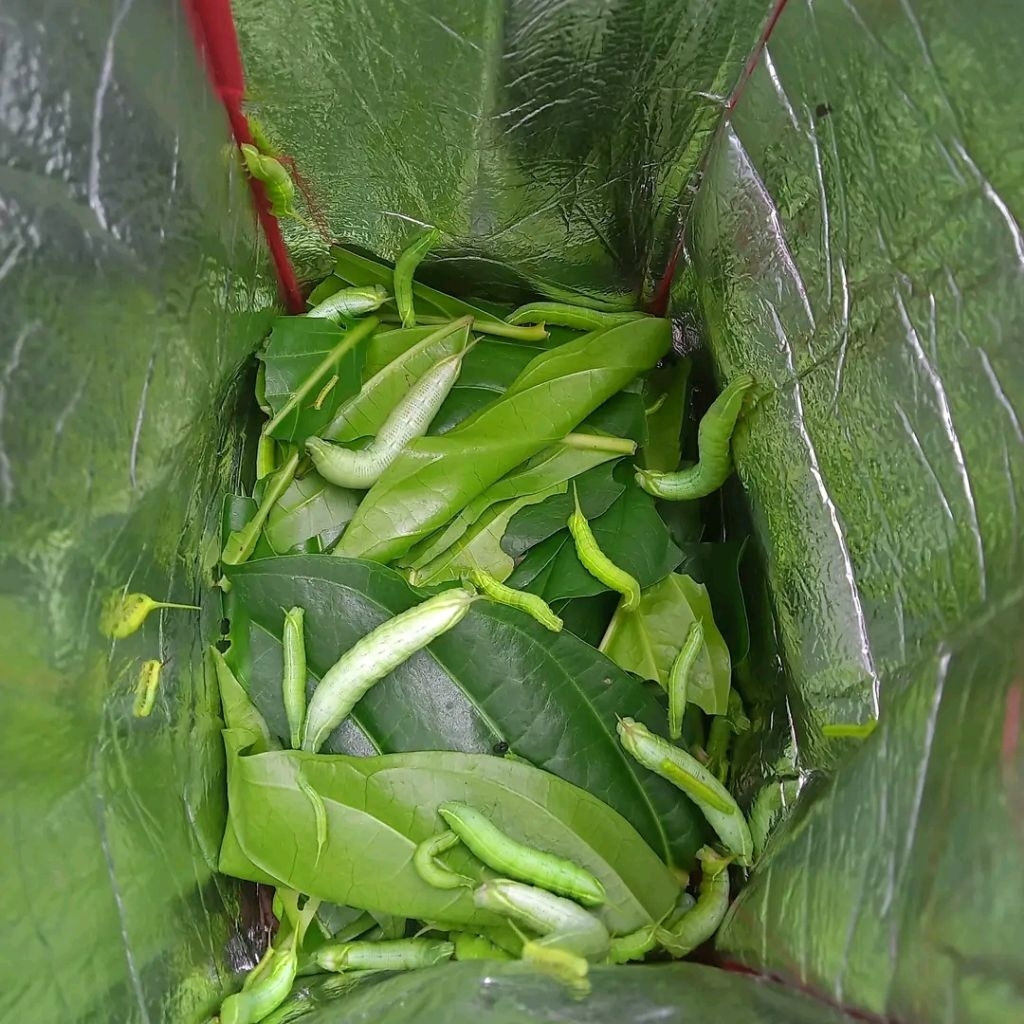 ulat mengkudu perekor hidup umpan mancing