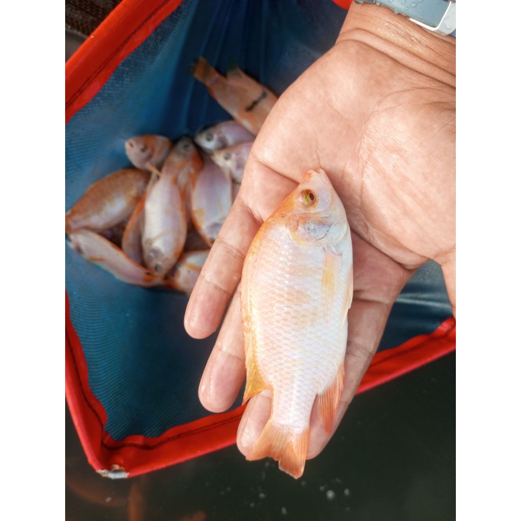 bibit nila merah monosex, paket 100 ekor