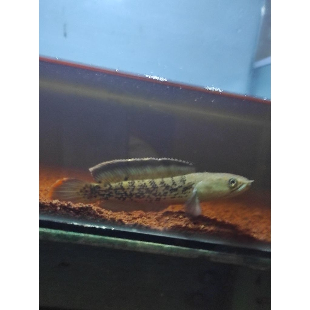 patung Channa Stewarti