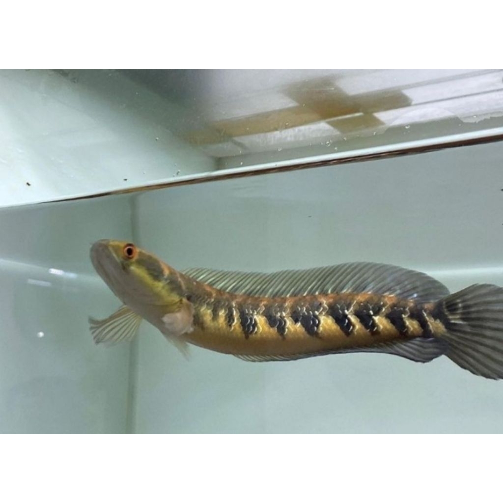 Channa Maru / Ys Asli (10-12cm)